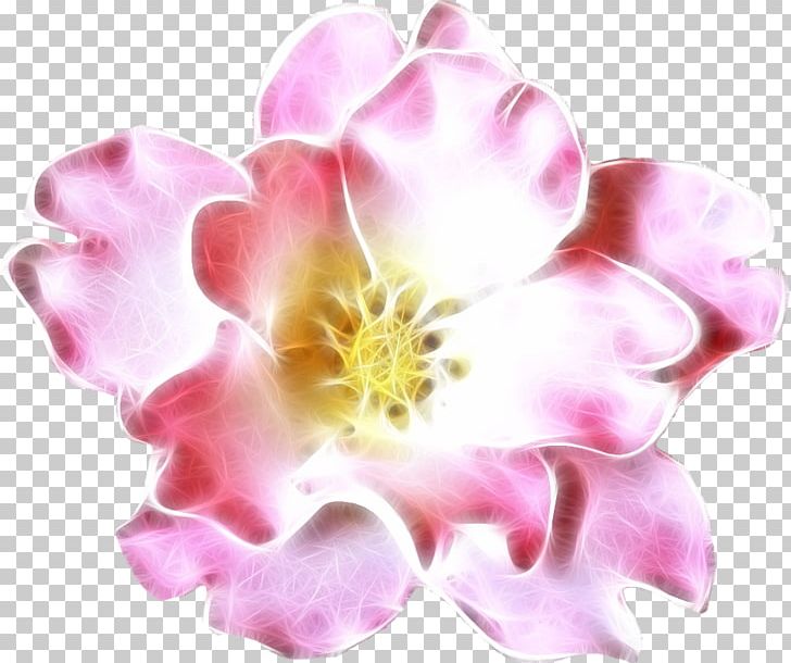 Centifolia Roses Garden Roses Rosaceae Cut Flowers PNG, Clipart, Centifolia Roses, Cut Flowers, Flower, Flowering Plant, Flowers Free PNG Download