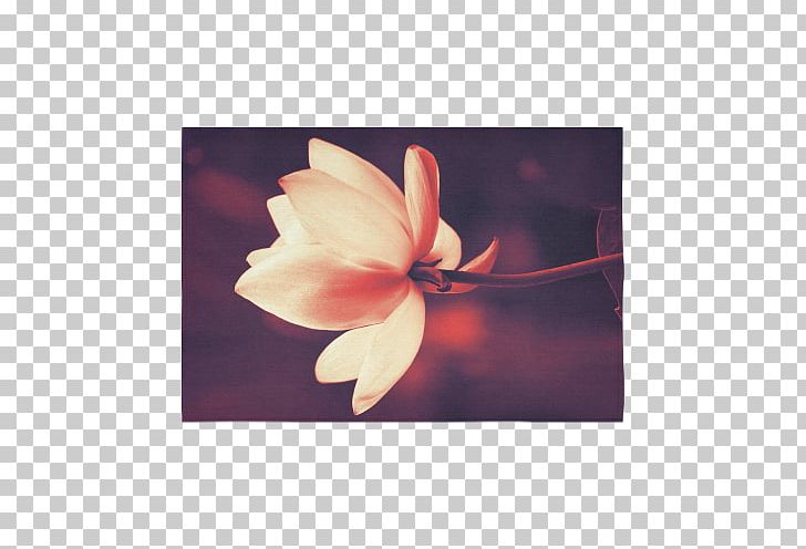 Petal Magnoliaceae Family PNG, Clipart, Family, Flower, Flowering Plant, Magnolia, Magnoliaceae Free PNG Download