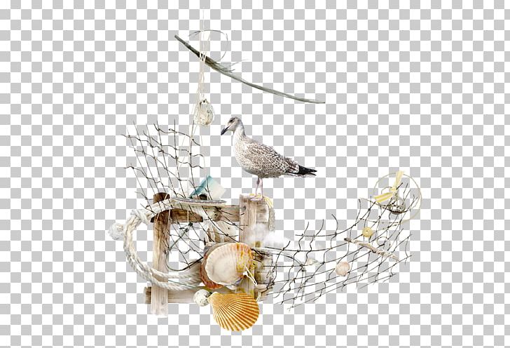 Photography Bird Picture Frames PNG, Clipart, Archive File, Beak, Bird, Collage, Display Resolution Free PNG Download