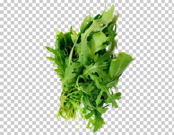 Coriander Parsley Marjoram Leaf Vegetable Herb PNG, Clipart, Arugula, Coriander, Endive, Flavor, Food Free PNG Download