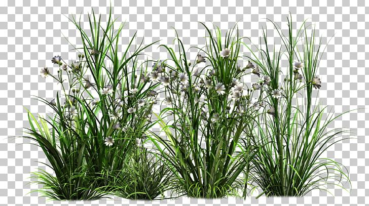 Shrub Tree Plant PNG, Clipart, Clip Art, Commodity, Flower, Graphics Software, Grass Free PNG Download