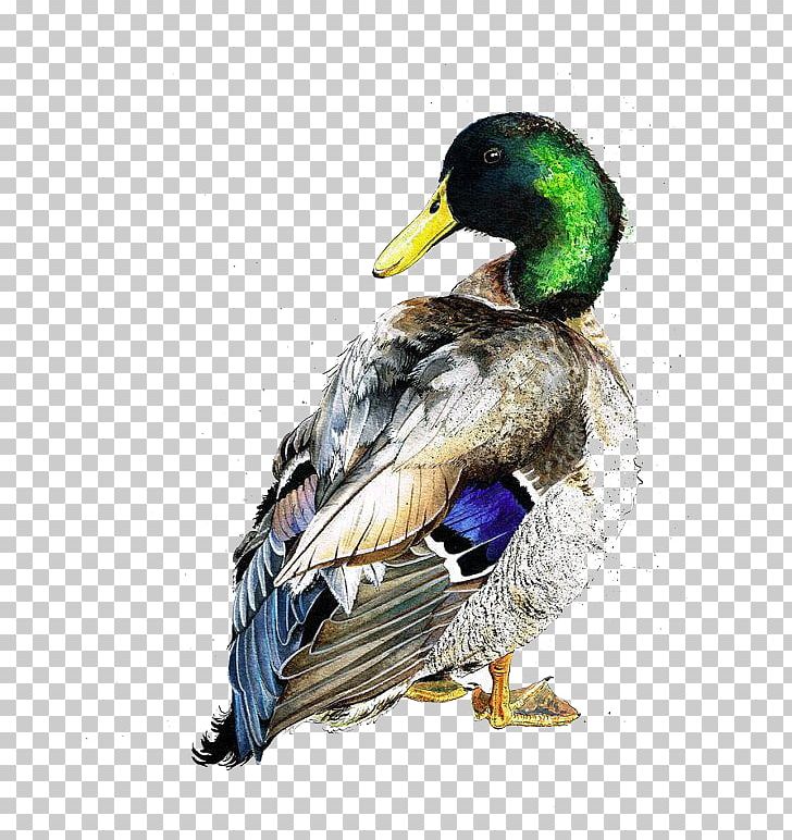 American Pekin Duck Mallard Bird Watercolor Painting PNG, Clipart, Adult Child, American Pekin, Animal, Art, Beak Free PNG Download