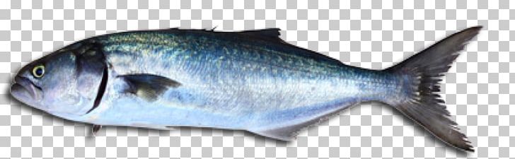 Bluefish Fishing Stavis Seafoods Stock Photography PNG, Clipart, Animal  Figure, Animals, Atlantic Mackerel, Bass, Blue Fish