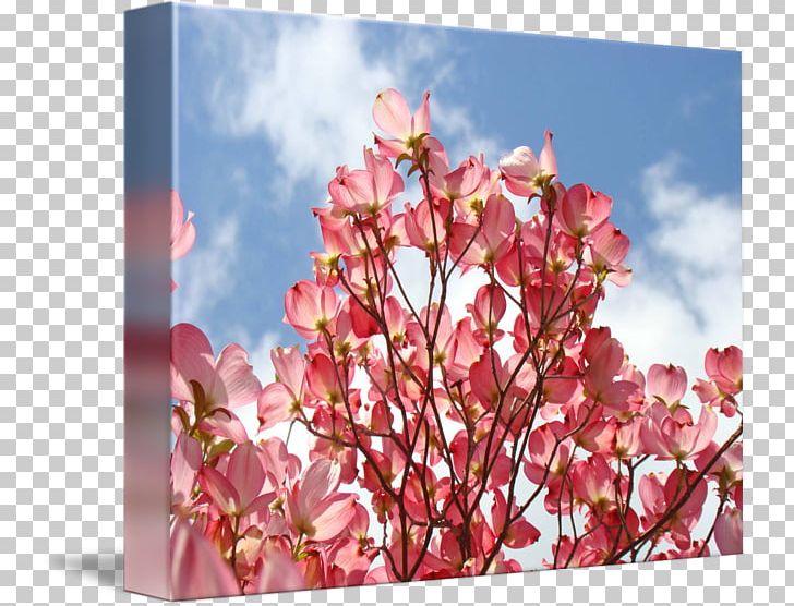 Flowering Dogwood Canvas Print Art Printing PNG, Clipart, Art, Blossom, Branch, Canvas, Canvas Print Free PNG Download