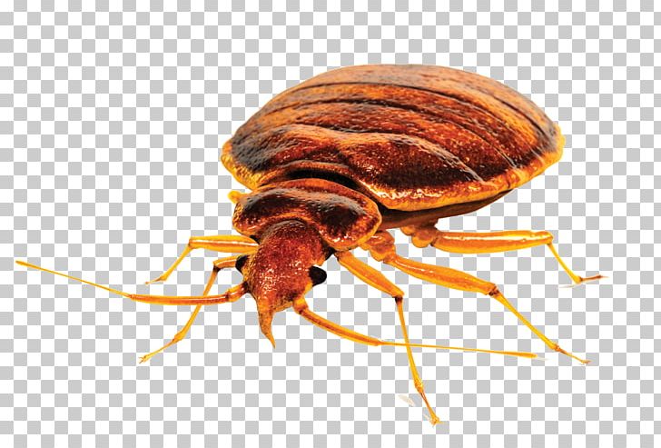 Insect Bed Bug Control Techniques Pest Control Bed Bug Bite PNG, Clipart, Animals, Arthropod, Bed, Bed Bug, Bed Bug Bite Free PNG Download