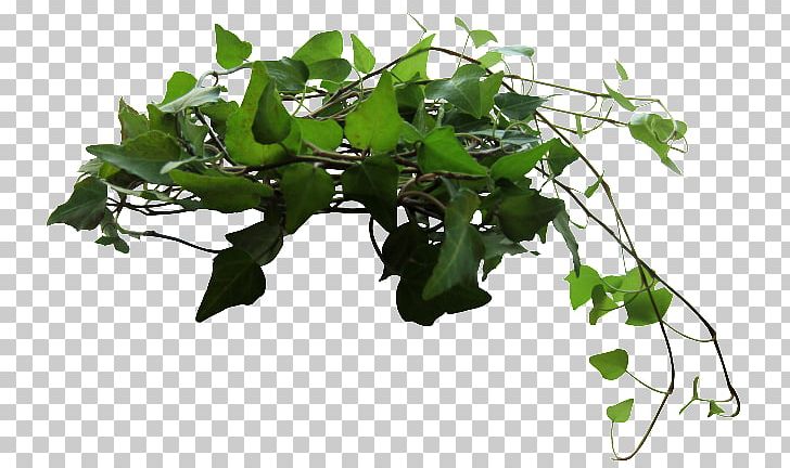 Ivy PNG, Clipart, Branch, Desktop Wallpaper, Display Resolution, Flowerpot, Graphics Software Free PNG Download