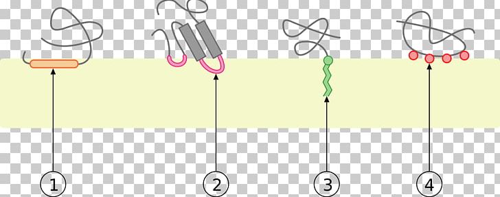 Peripheral Membrane Protein Integral Monotopic Protein Biological Membrane Cell Membrane PNG, Clipart, Alpha Helix, Angle, Area, Biological Membrane, Biology Free PNG Download