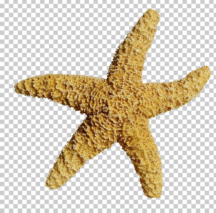 Starfish Computer File PNG, Clipart, Animal, Animals, Beautiful Starfish, Cartoon Starfish, Creatures Free PNG Download