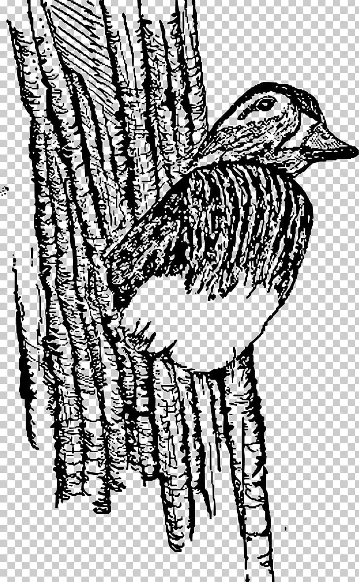 Wood Duck Mallard American Pekin Bird PNG, Clipart, American Pekin, Animal, Animals, Arm, Art Free PNG Download