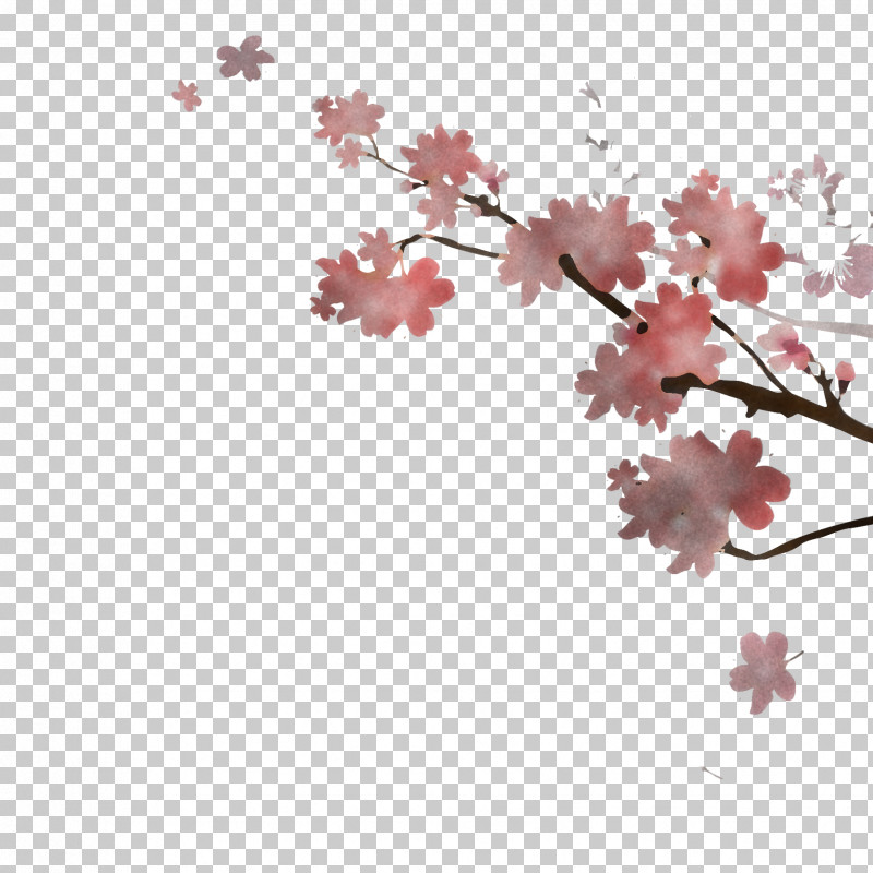 Cherry Blossom PNG, Clipart, Blossom, Branch, Cherry Blossom, Flower, Petal Free PNG Download