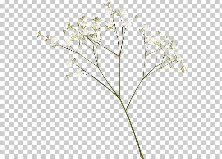 Border Flowers Baby's-breath Rose PNG, Clipart, Babysbreath, Border, Border Flowers, Branch, Cow Parsley Free PNG Download