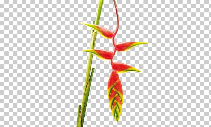 False Bird Of Paradise Flower Plants Heliconia Wagneriana Heliconia Psittacorum PNG, Clipart, Bud, Cut Flowers, Flora, Flower, Flowering Plant Free PNG Download