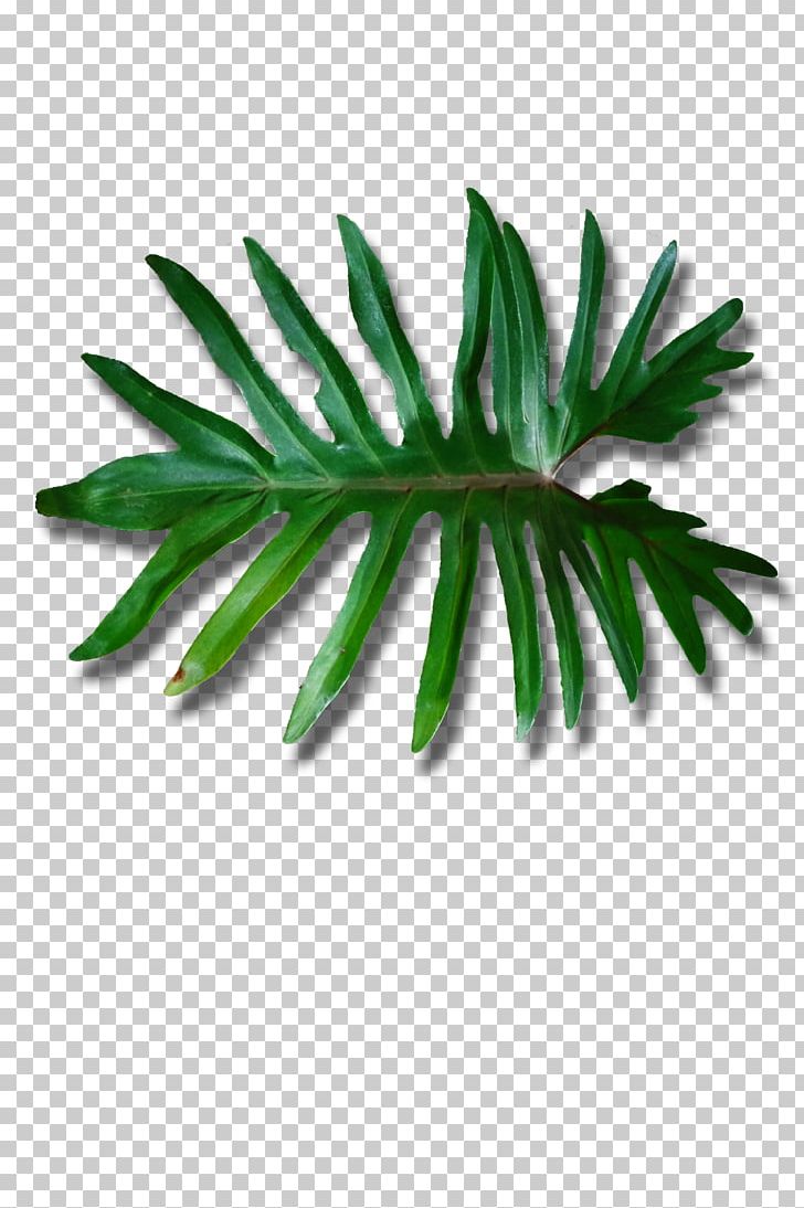 Leaf Plant Stem Arecaceae 6 May PNG, Clipart, 6 May, Arecaceae, Arecales, Credit, Deviantart Free PNG Download