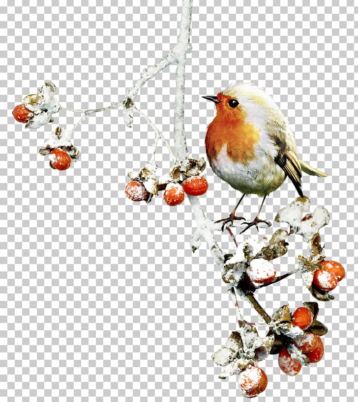 Bird Winter PNG, Clipart, Animals, Autumn, Beak, Bird Cage, Bird Nest Free PNG Download