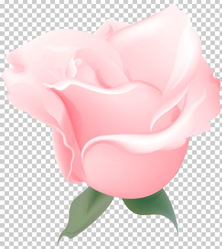 Garden Roses Cabbage Rose Floribunda Petal PNG, Clipart, Cabbage Rose, Closeup, Cut Flowers, Desktop Wallpaper, Floribunda Free PNG Download