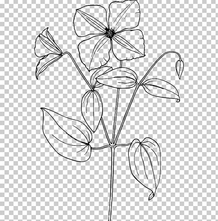Arabian Jasmine Drawing Flower Sketch PNG, Clipart, Angle, Arabian Jasmine, Area, Art, Artwork Free PNG Download