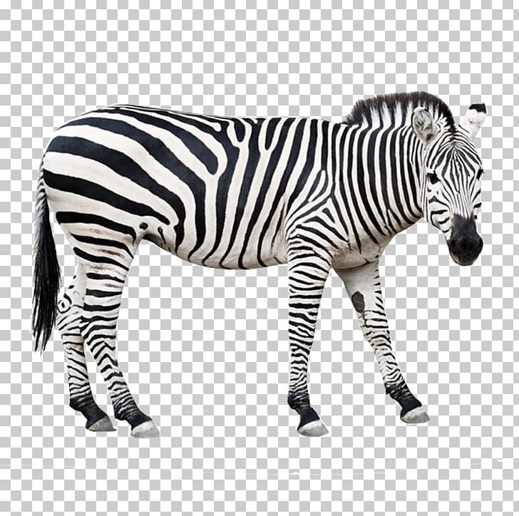 Foal Zebra Stock Photography PNG, Clipart,  Free PNG Download