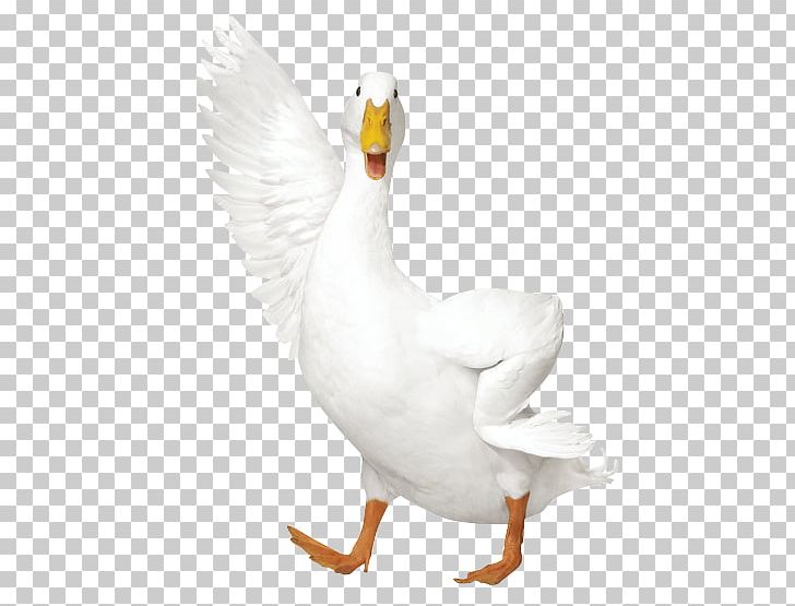 AFLAC Duck AFLAC Duck Insurance Policy PNG, Clipart, Advertising, Aflac, Aflac Duck, Animals, Beak Free PNG Download