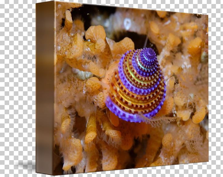 Calliostoma Annulatum Invertebrate Snail Yellow Purple PNG, Clipart, Animal, Biology, Color, Evolution, Homo Sapiens Free PNG Download