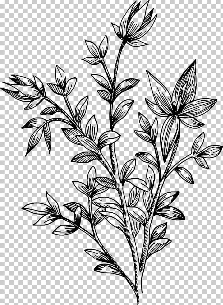 Drawing Leaf Flower PNG, Clipart, Art, Biology, Black And White, Botany, Branch Free PNG Download