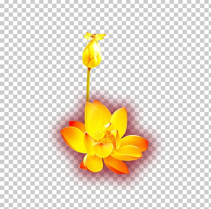 Gold Yellow Icon PNG, Clipart, Aspect Ratio, Chemical Element, Cut Flowers, Download, Flora Free PNG Download