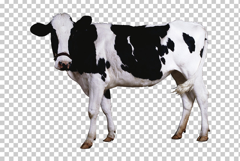 Dairy Cow Bovine Animal Figure Cow-goat Family Livestock PNG, Clipart, Animal Figure, Blackandwhite, Bovine, Bull, Calf Free PNG Download