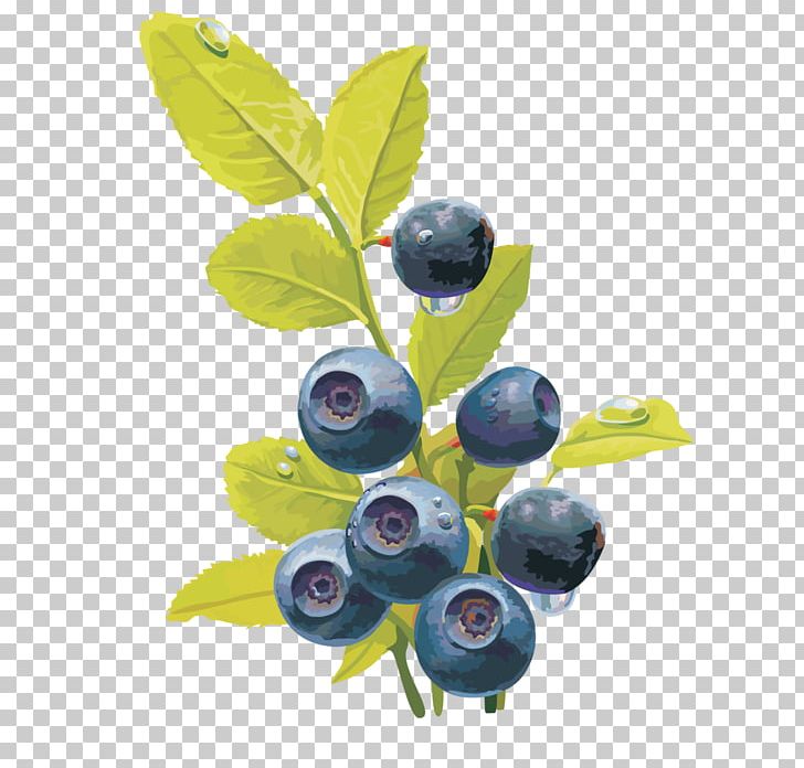 Bilberry Blueberry Fruit Red Raspberry PNG, Clipart, Aristotelia Chilensis, Berry, Blackberry, Blueberry Tea, Chokeberry Free PNG Download