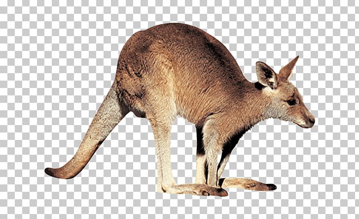 Kangaroo Computer Icons PNG, Clipart, Animal Figure, Computer Icons, Desktop Wallpaper, Document, Download Free PNG Download