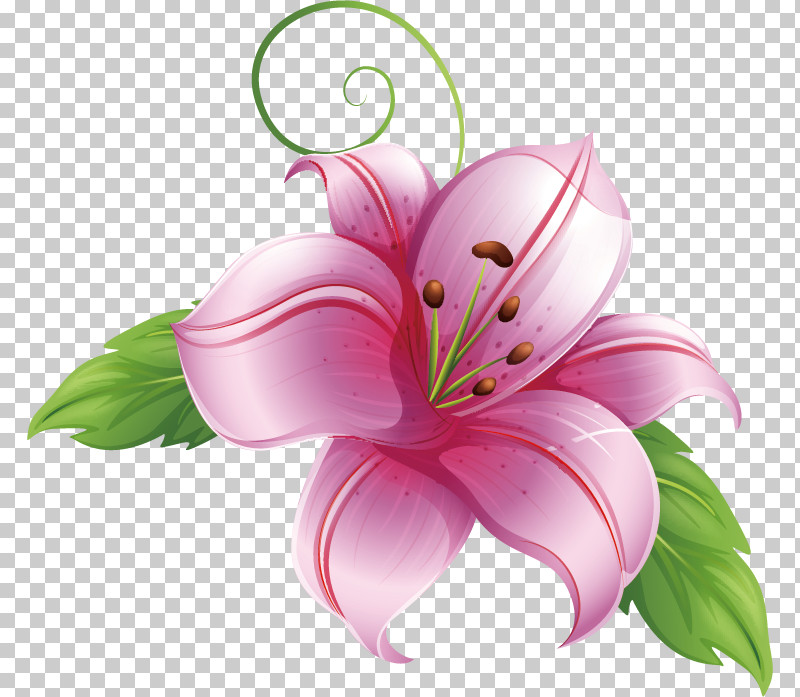 Lily Flower PNG, Clipart, Lily Flower, Paper, Royaltyfree Free PNG Download