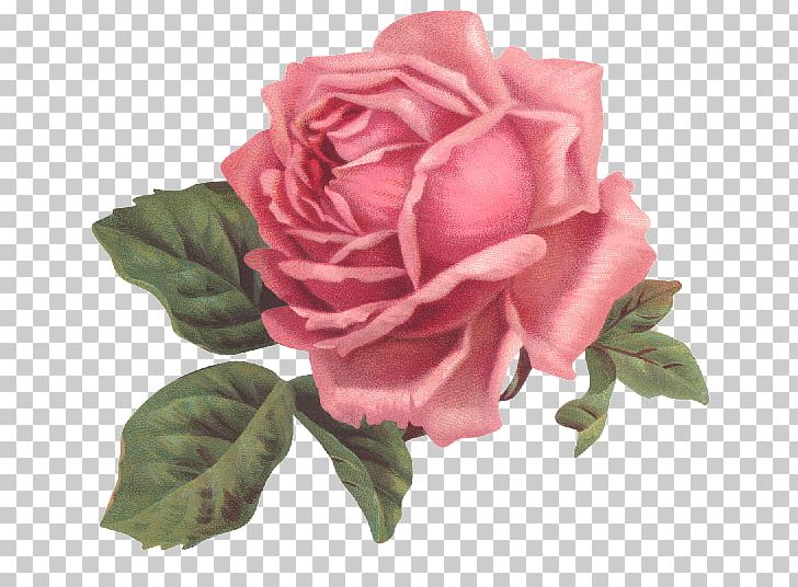 Garden Roses Flower Pink Floral Design PNG, Clipart, Antique, Artificial Flower, China Rose, Clothing, Cut Flowers Free PNG Download