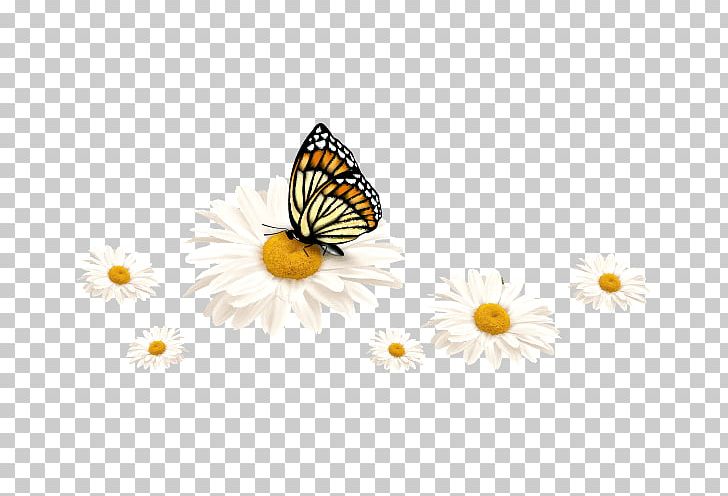 Monarch Butterfly Window Pieridae Polyvinyl Chloride PNG, Clipart, Arthropod, Brush Footed Butterfly, Butterfly, Centimeter, Decal Free PNG Download