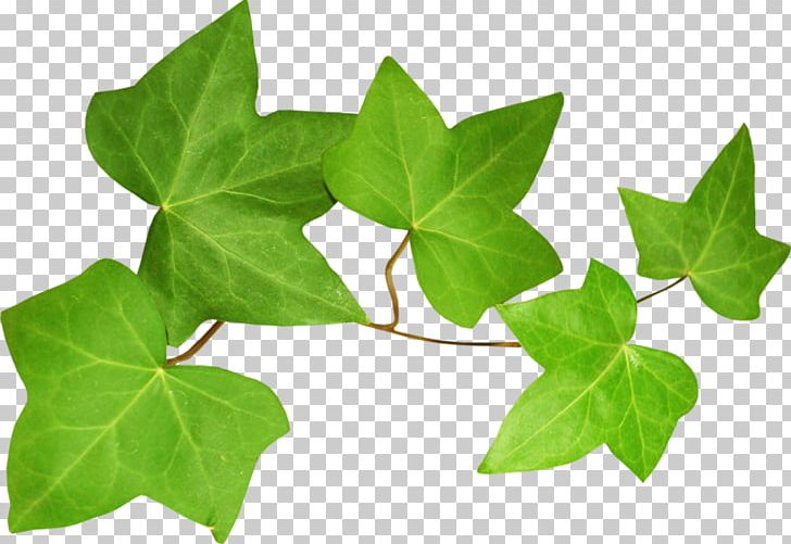 Leaf Branch Others PNG, Clipart, Branch, Directory, Download, Ivy, Ivy Family Free PNG Download
