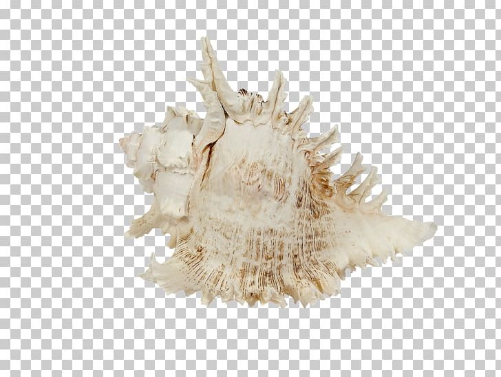 Seashell Murex Sea Snail Shore PNG, Clipart, Abalone, Animals, Beach, Conch, Cowry Free PNG Download