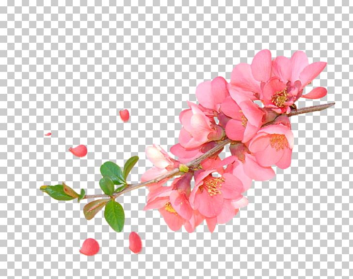 Floral Design Watercolor Painting Flower PNG, Clipart, Blossom, Branch, Cherry Blossom, Child, Color Free PNG Download