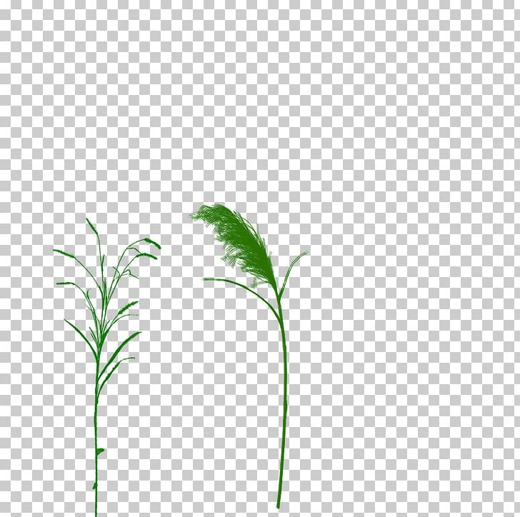 Grasses 0 Lawn Drawing Leaf PNG, Clipart, 2 July, 8 September, 2012, Branch, Crocodiles Free PNG Download