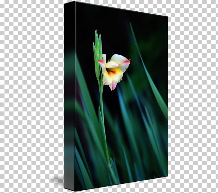 Work Of Art Photography Gladiolus Fine Art PNG, Clipart, Art, Digital Art, Discover Card, Fine Art, Flora Free PNG Download