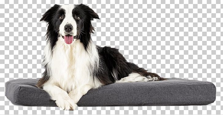 Dog Breed Border Collie Rough Collie Cat Pet PNG, Clipart, Animal, Animals, Bed, Border Collie, Breed Free PNG Download