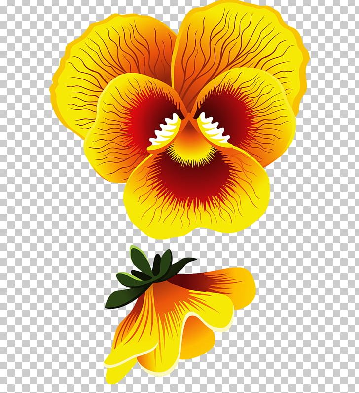 Pansy Common Hibiscus Drawing Flower Yellow PNG, Clipart, Cartoon, Common Hibiscus, Cut Flowers, Drawing, Flower Free PNG Download