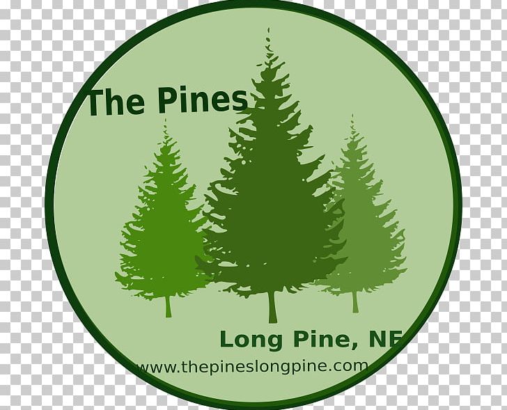 Pine Fir Evergreen Conifers PNG, Clipart, Cedar, Christmas, Christmas Decoration, Christmas Ornament, Christmas Tree Free PNG Download