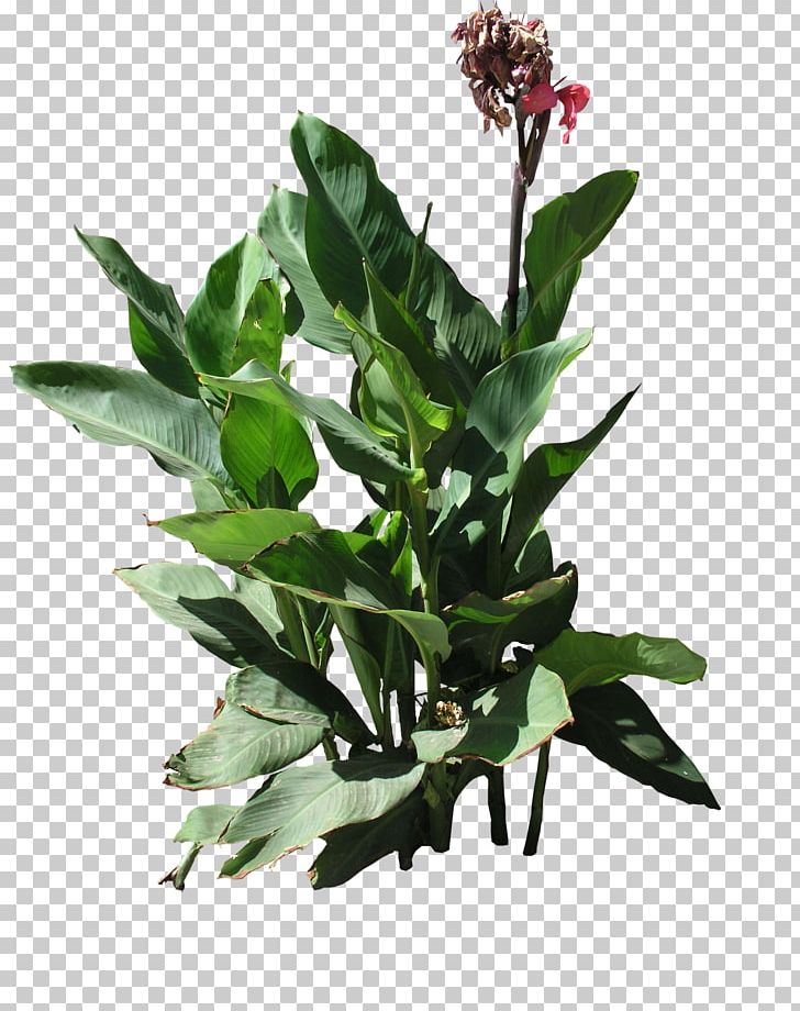 Plant Hibiscus Texture Mapping Flora PNG, Clipart, 3d Computer Graphics, Flora, Flowerpot, Food Drinks, Giant Sequoia Free PNG Download