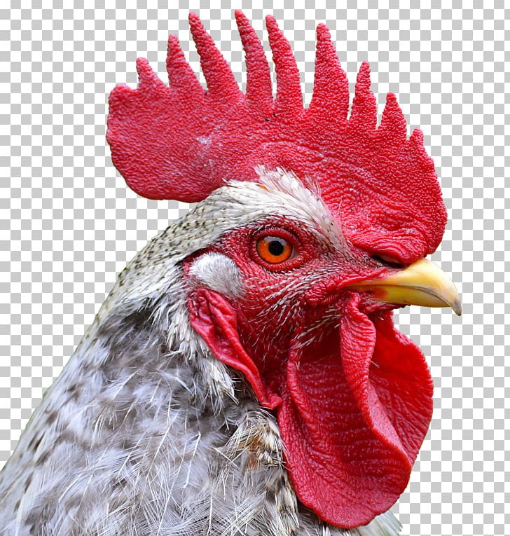 Rooster Chicken Poultry Farming Comb PNG, Clipart,  Free PNG Download