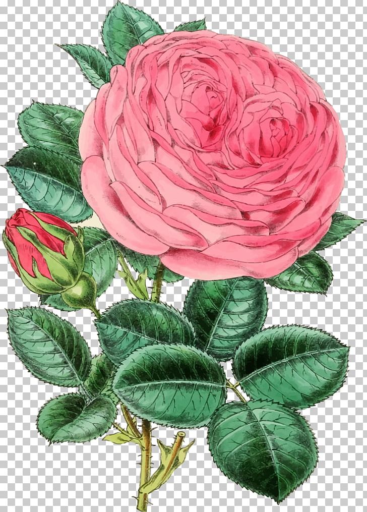Rose PNG, Clipart, Cut Flowers, Decoupage, Floribunda, Floristry, Flower Free PNG Download