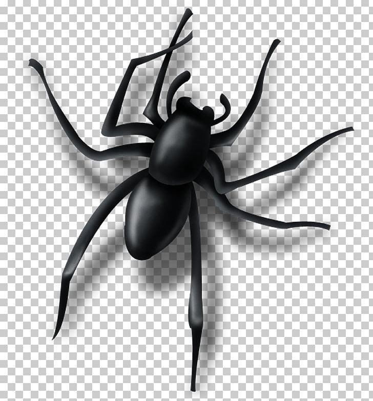 Spider Insect Pest Arachnid PNG, Clipart, Arachnid, Arthropod, Black And White, Insect, Invertebrate Free PNG Download