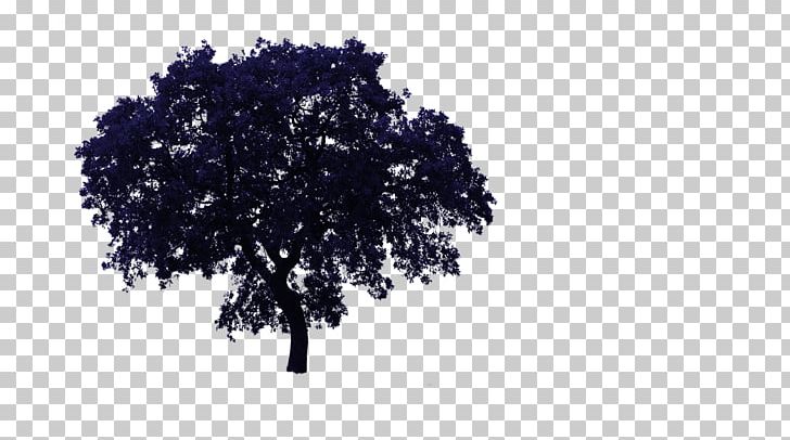 Tree Oak PNG, Clipart, 2d Computer Graphics, Architectural Rendering, Branch, Display Resolution, Image File Formats Free PNG Download