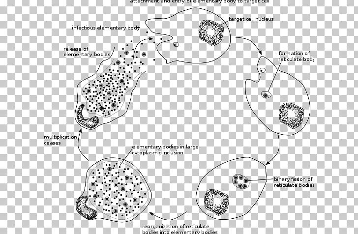Chlamydophila Pneumoniae Chlamydiae Chlamydia Trachomatis Chlamydia Infection Chlamydia Psittaci PNG, Clipart, Angle, Area, Auto Part, Bacteria, Biological Life Cycle Free PNG Download
