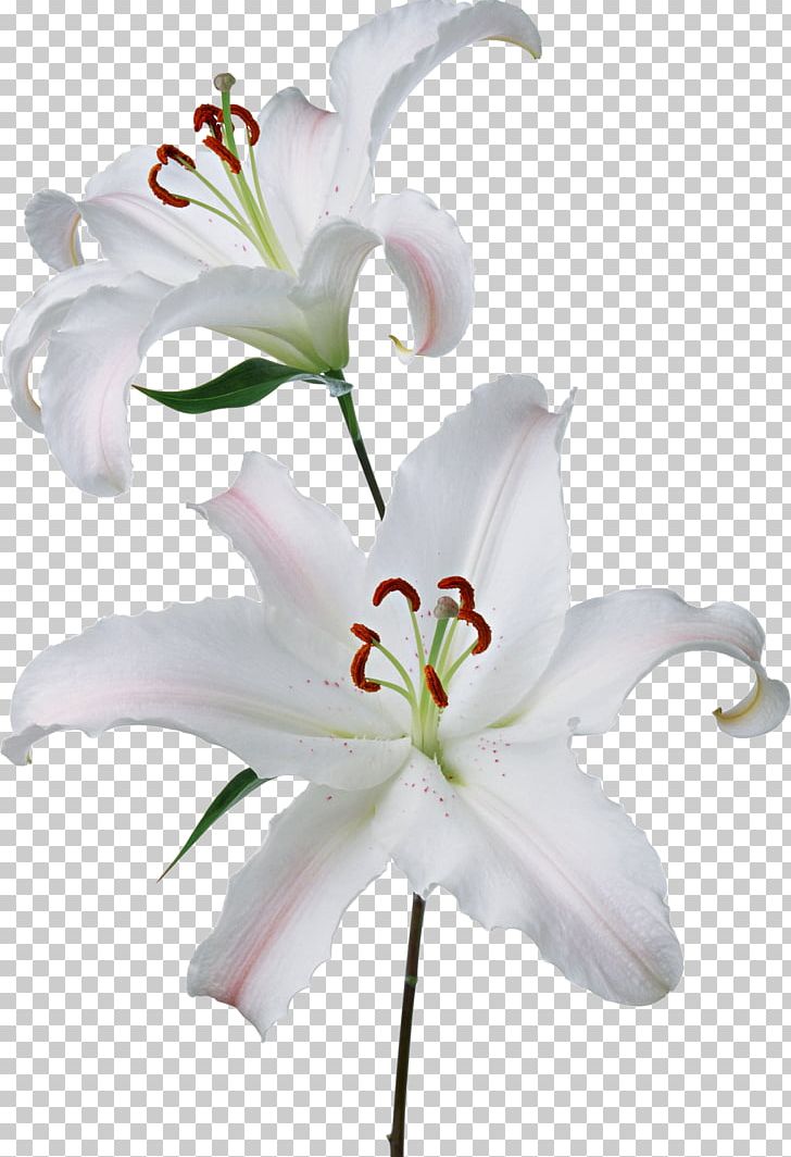 Flower Easter Lily Gynoecium Lilium 'Stargazer' PNG, Clipart, Cut Flowers, Drawing, Easter Lily, Flower, Flowering Plant Free PNG Download