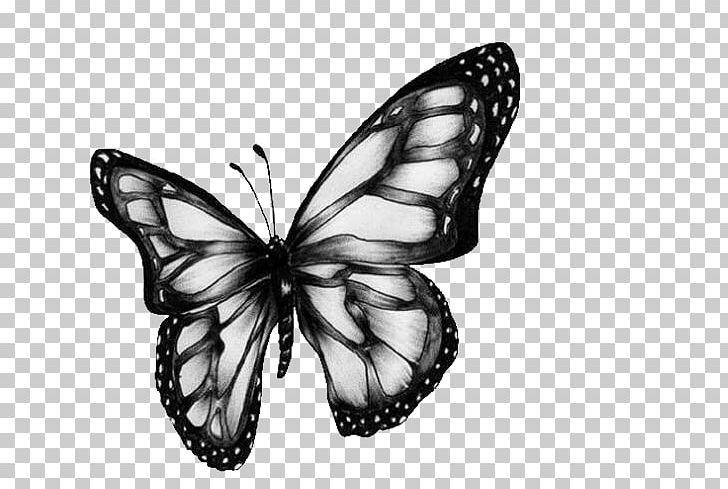 Butterfly Art Drawing PNG, Clipart, Art, Black, Brush Footed Butterfly, Butterflies, Butterfly Group Free PNG Download