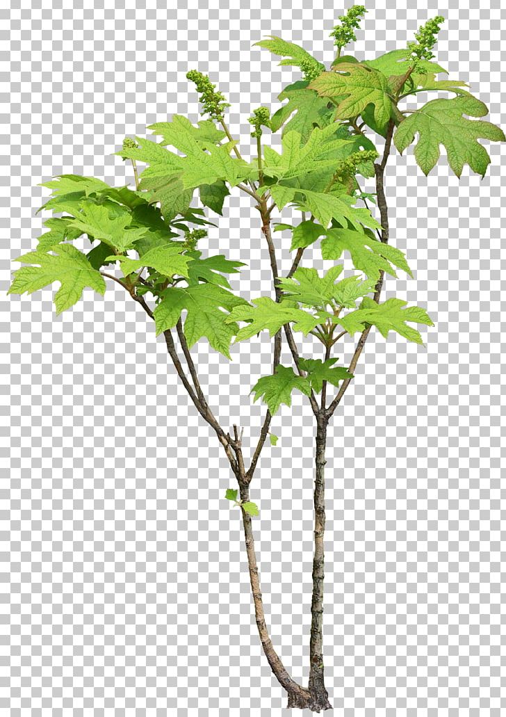 Tree Plant Leaf Branch PNG, Clipart, Branch, Depositfiles, Evergreen, Flowering Plant, Flowerpot Free PNG Download