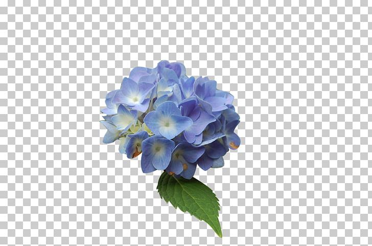 Blue Hydrangea Flower PNG, Clipart, Blue, Color, Cornales, Cut Flowers, Flower Free PNG Download