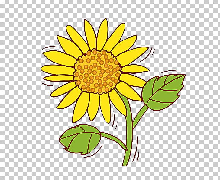 Common Sunflower PNG, Clipart, Cartoon, Daisy Family, Flower, Flowers, Hand Free PNG Download